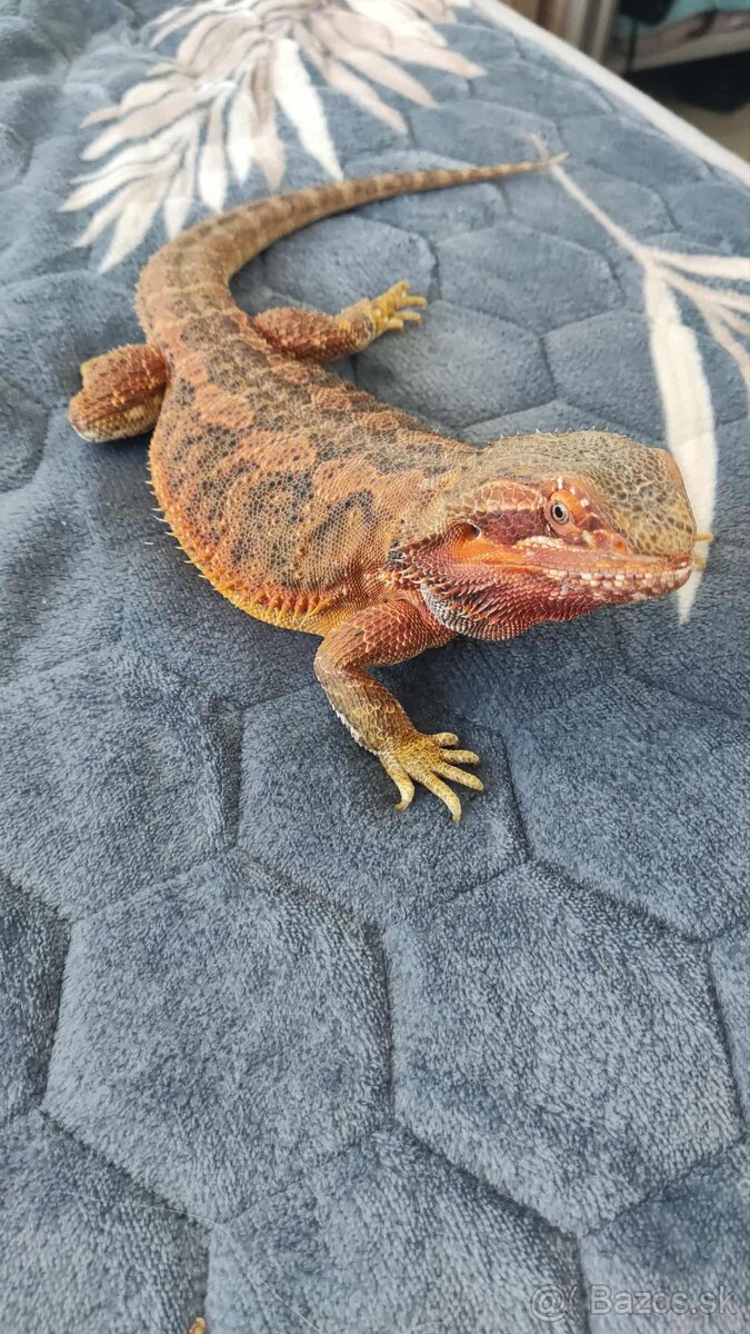 Agana+ terarium komplet - 4