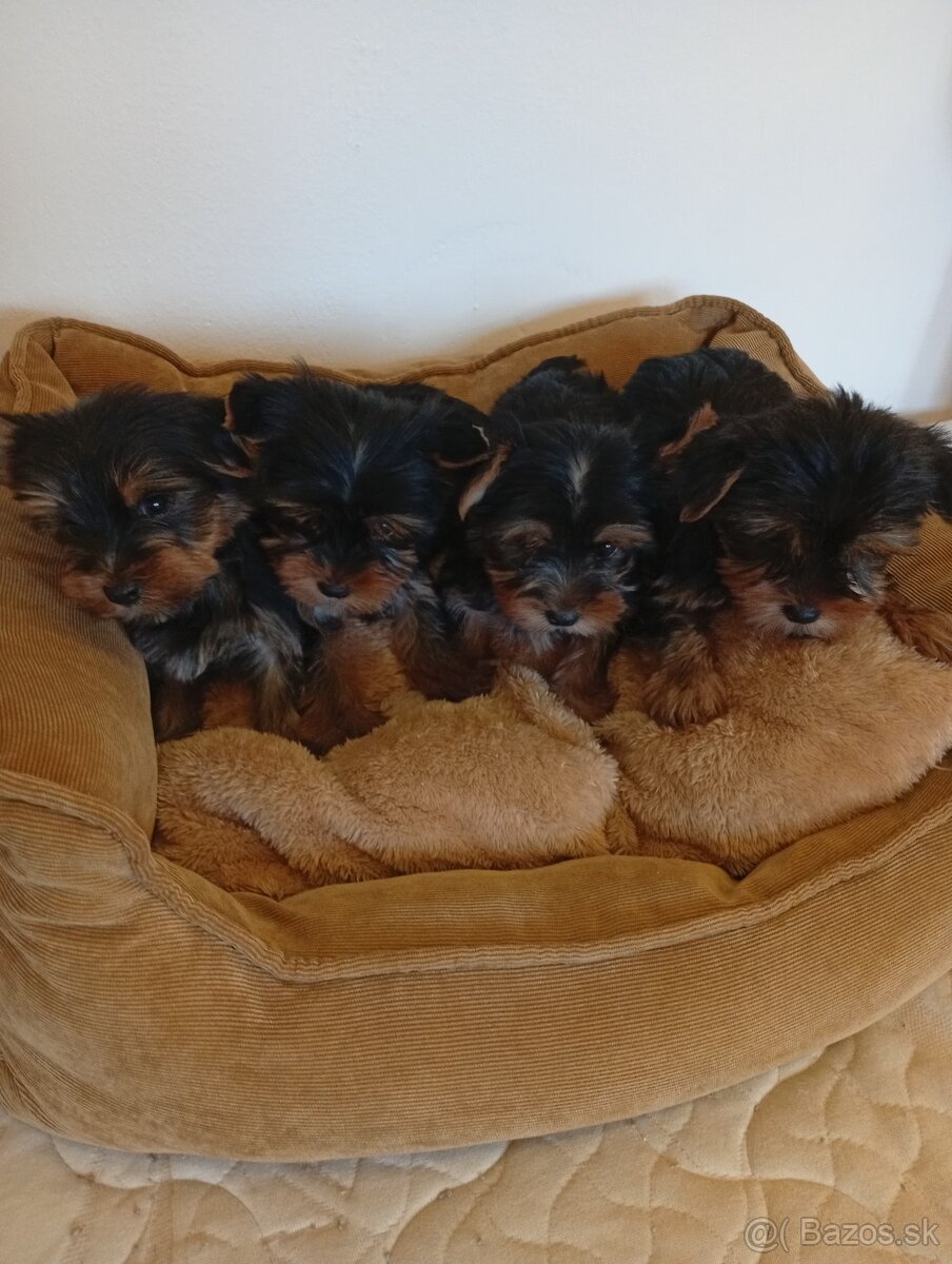 Yorkshire teriér Yorkshir - 4