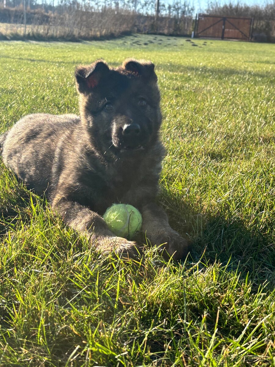 Nemecký ovčiak - 4