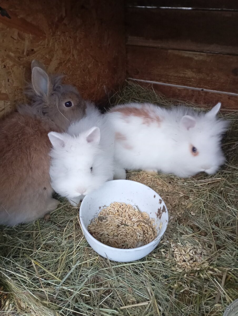 Zakrsle zajaciky - 4