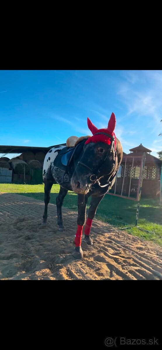 prípúštanie Appaloosa žrebcom - 4