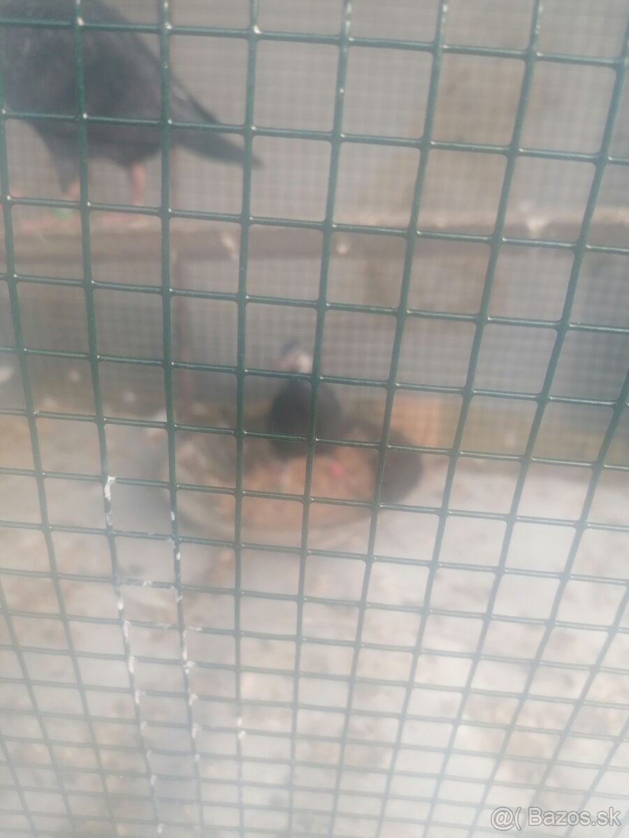 Poštové holuby - 4