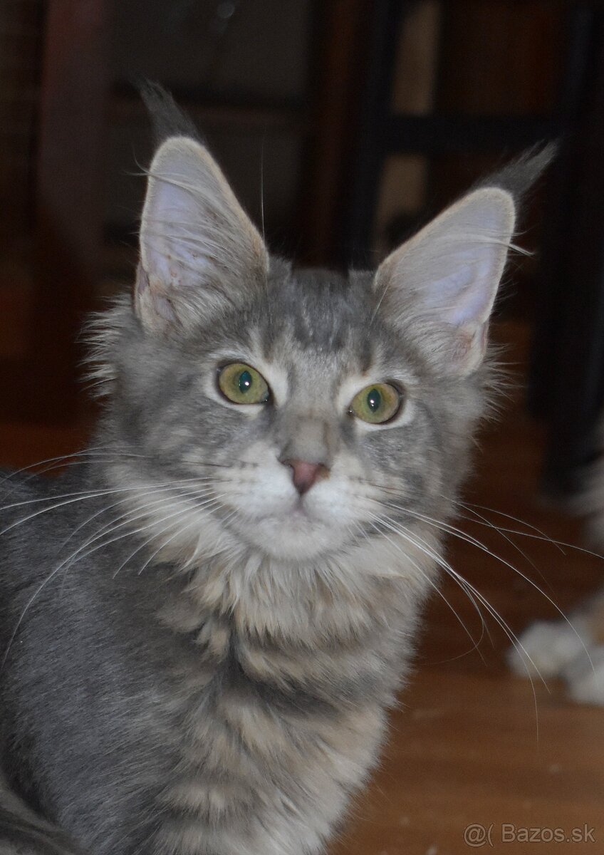 Mainská mývalia mačka - mačiatka Maine coon s PP - Goldie - 4