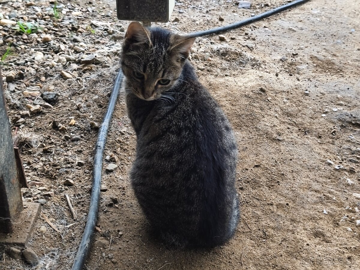 Darujem 2 mačatá - 4