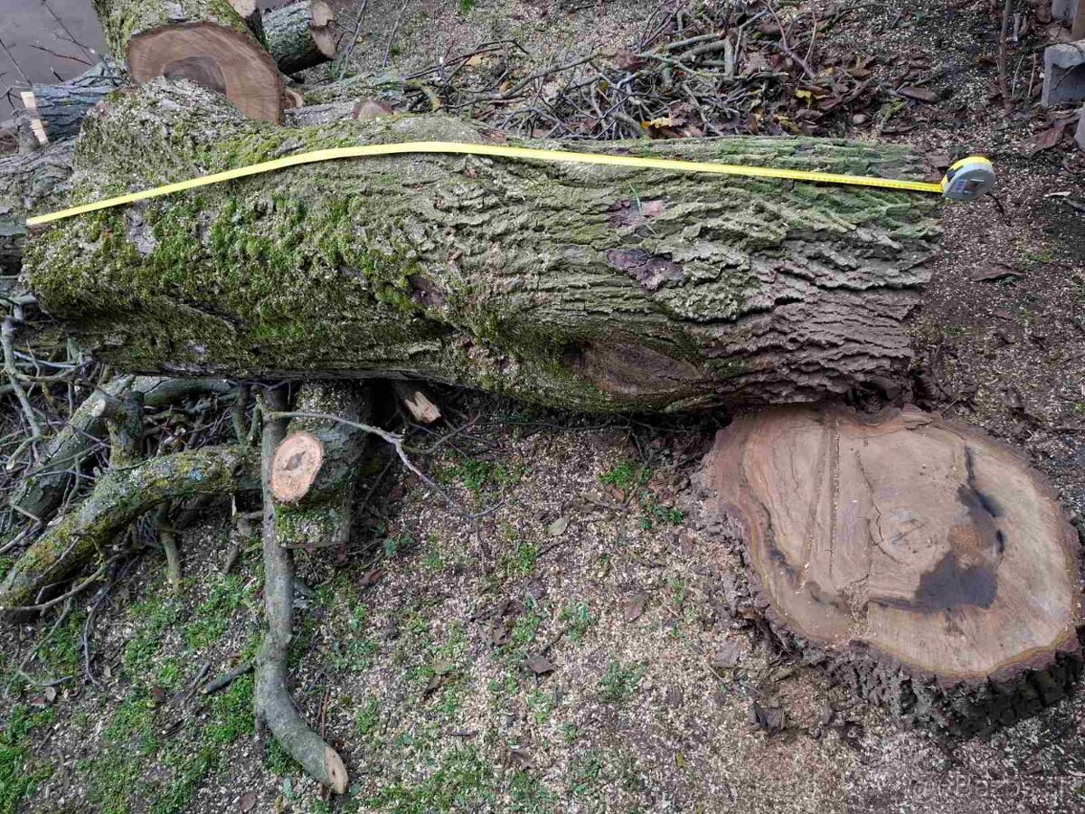 Orechové drevo – kvalitný, hrubý kmeň - 4