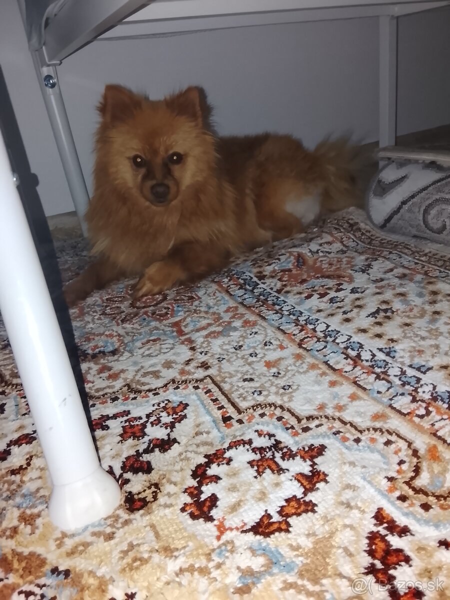 Pomerian špic - 4