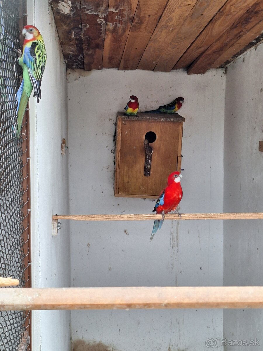 Rozela pestrá ,andulky - 4