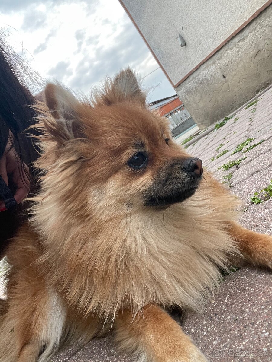 Pomeranian - 4