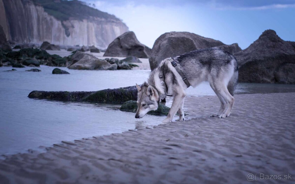 Saarloosov vlčiak - 4