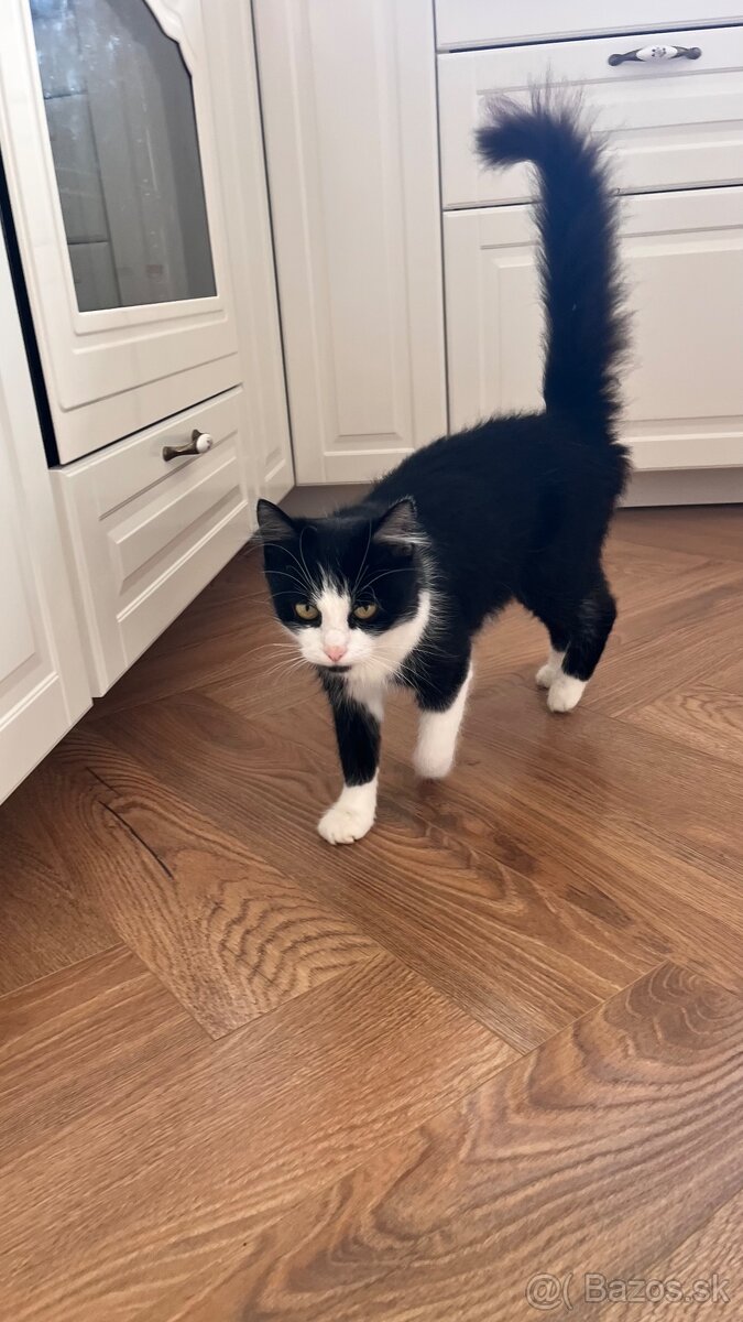 Krásne mačiatko - 4