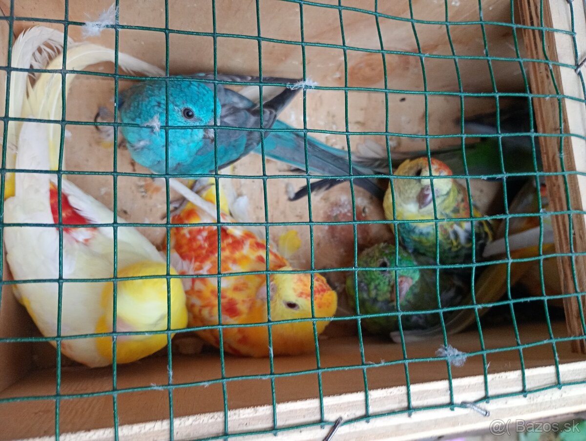 Papagaj spevavi. - 4