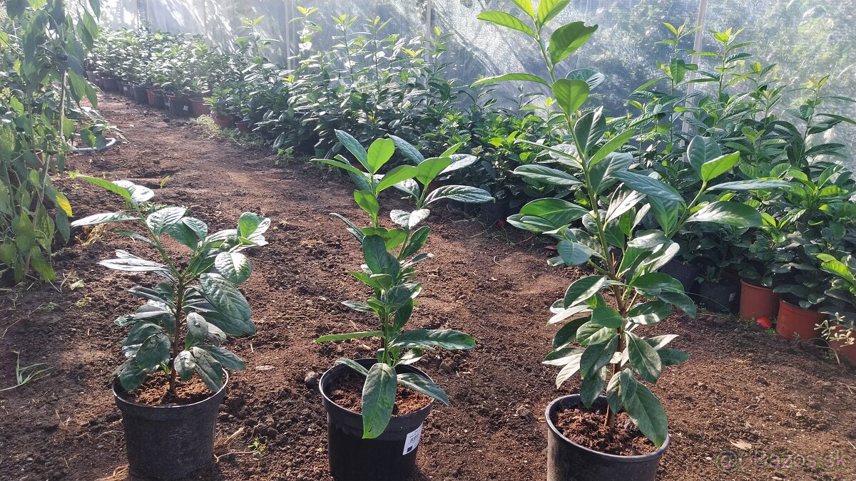 Vavrinovec lekarsky - 4