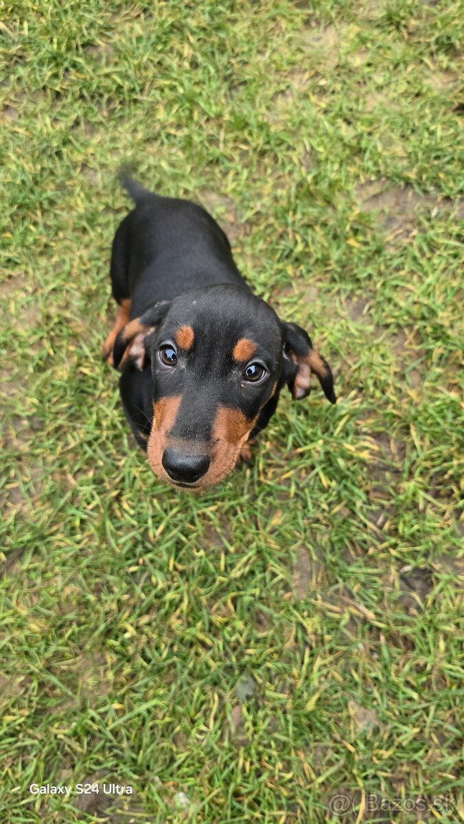 Jazvecik kratkosrsti. - 4