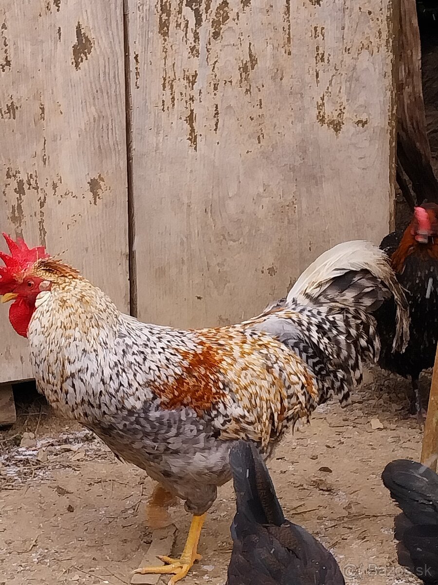 Green shell kohúty - 4