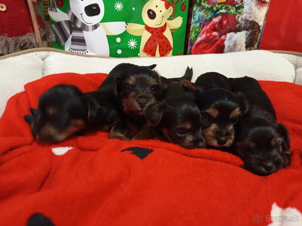 Yorkshirsky terier - 4