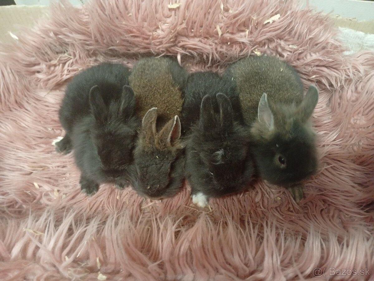 Zakrslé zajačiky - 4