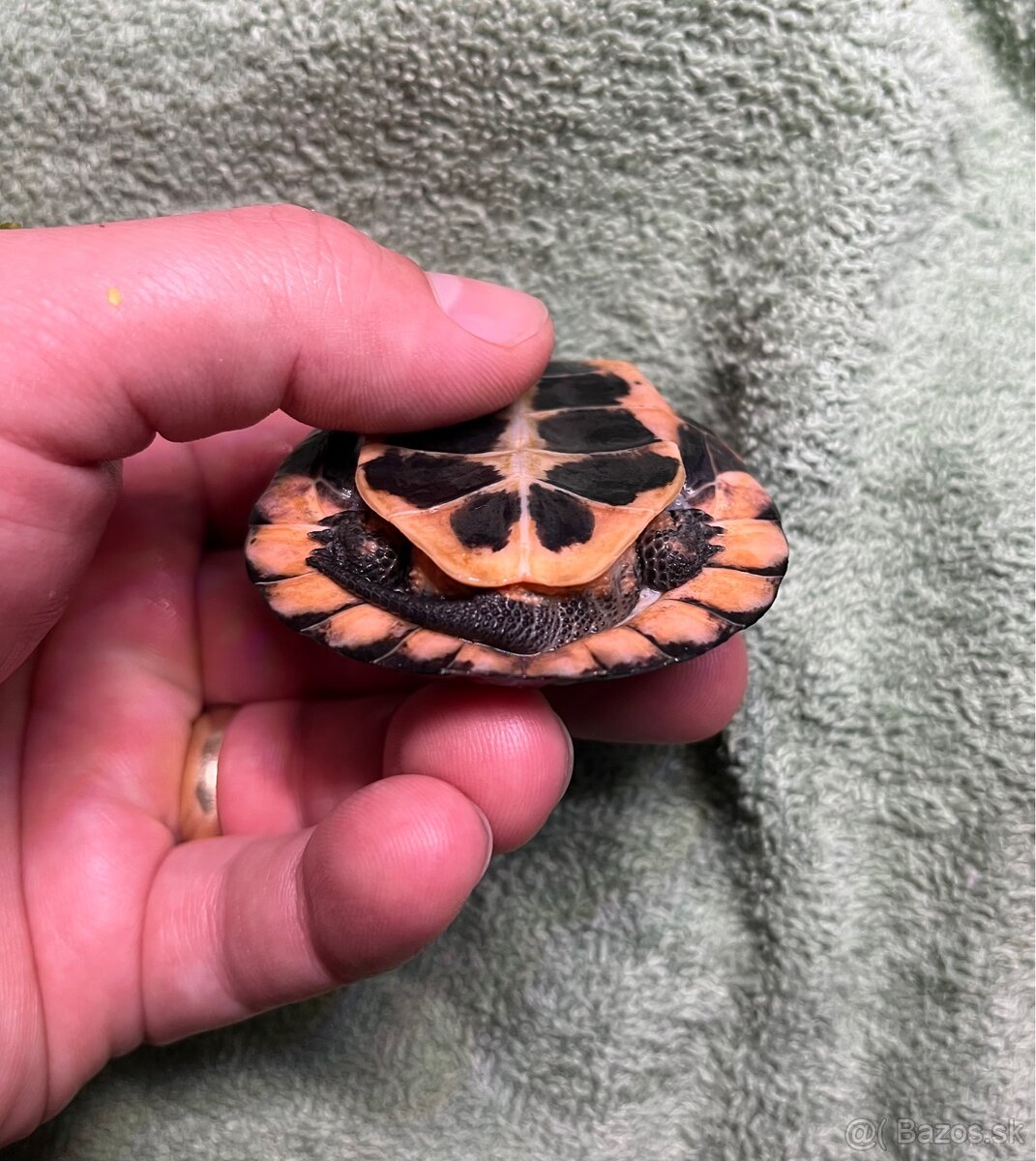 Clemmys Guttata - 4