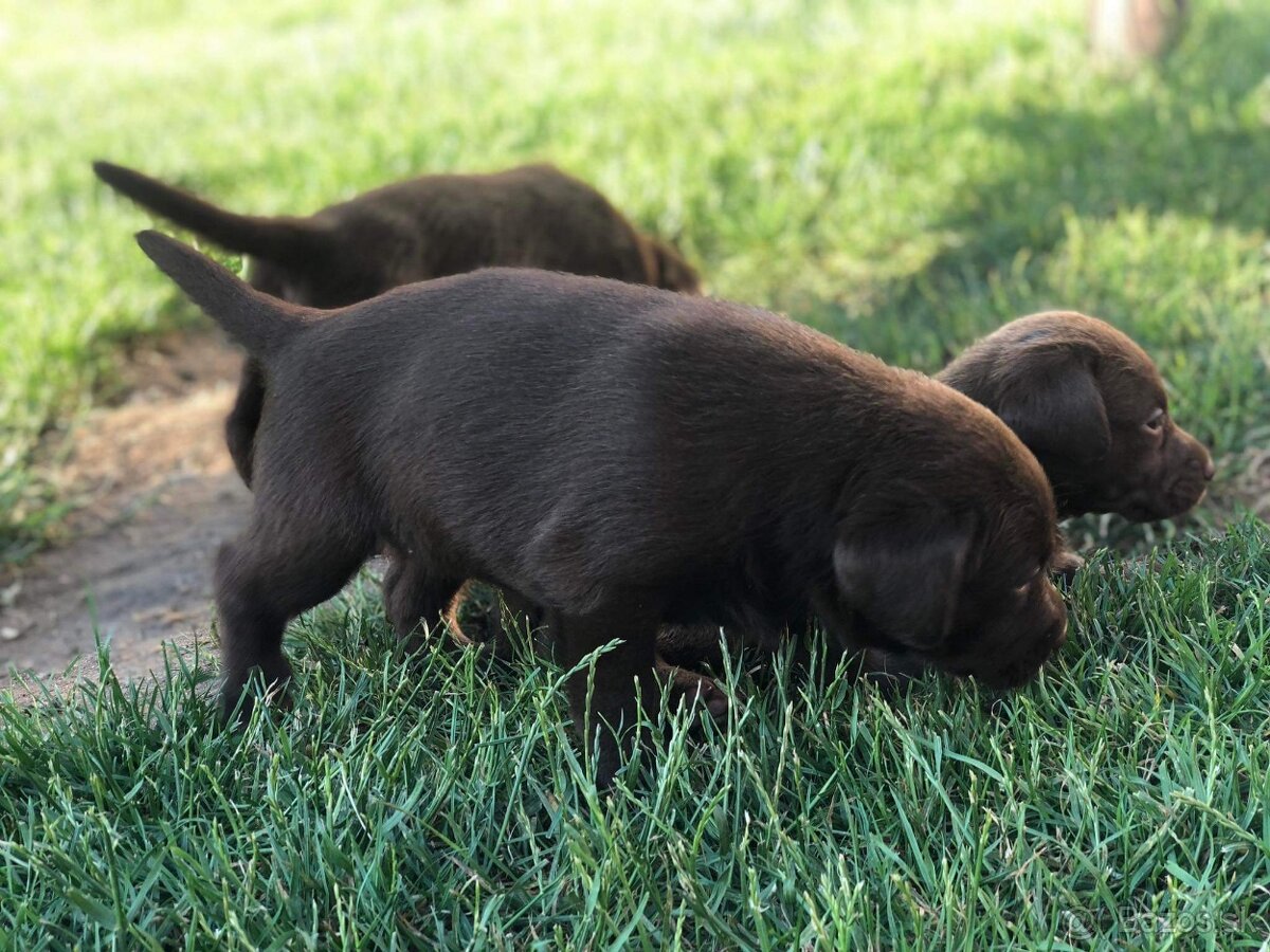 Čokoládový labrador - 4