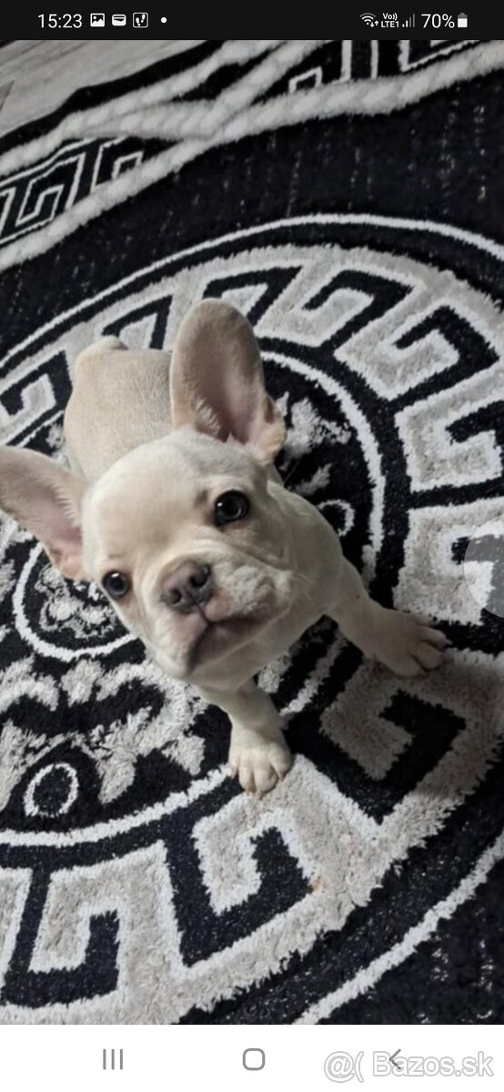 Francúzsky buldoček lilac platinum - 4