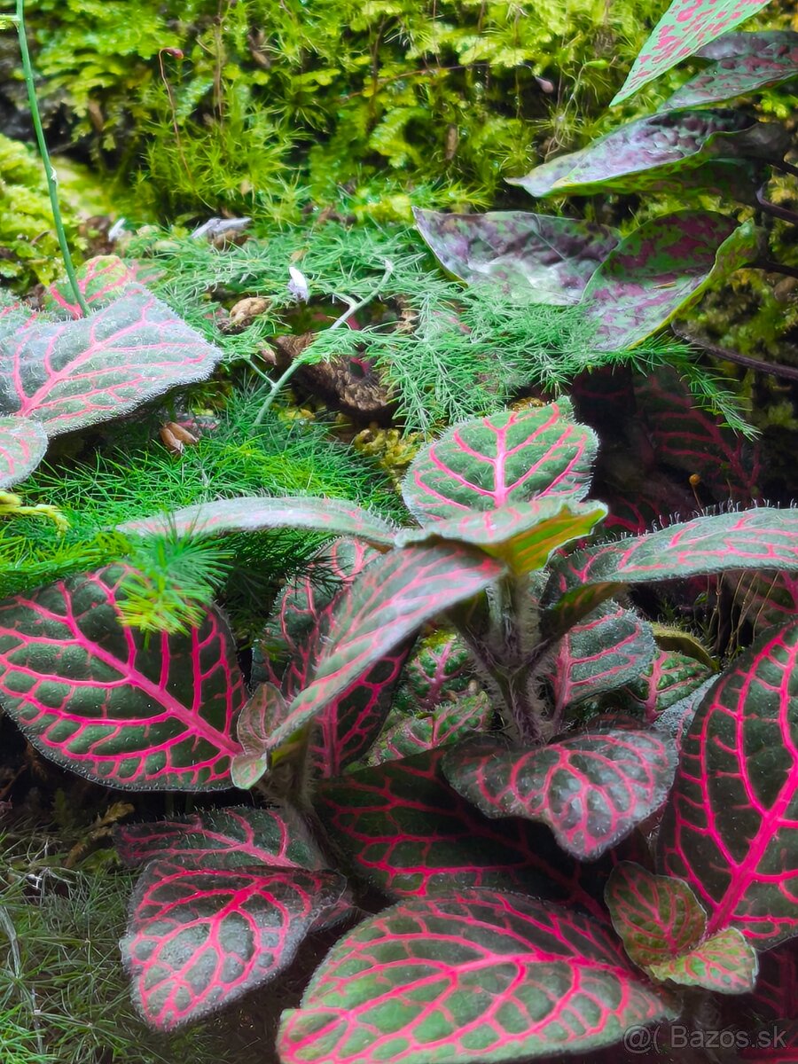 Predám terárium - 4