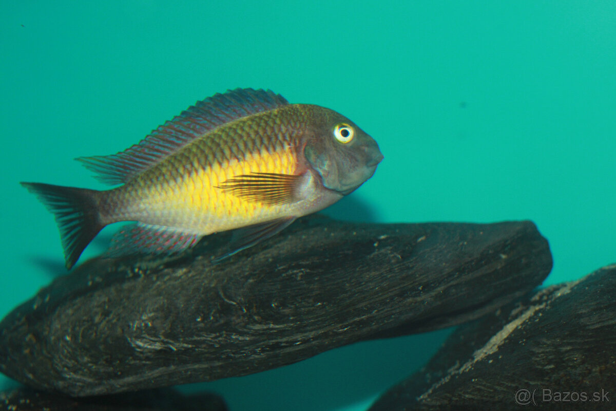 Tropheus red raimbow kapere - 4