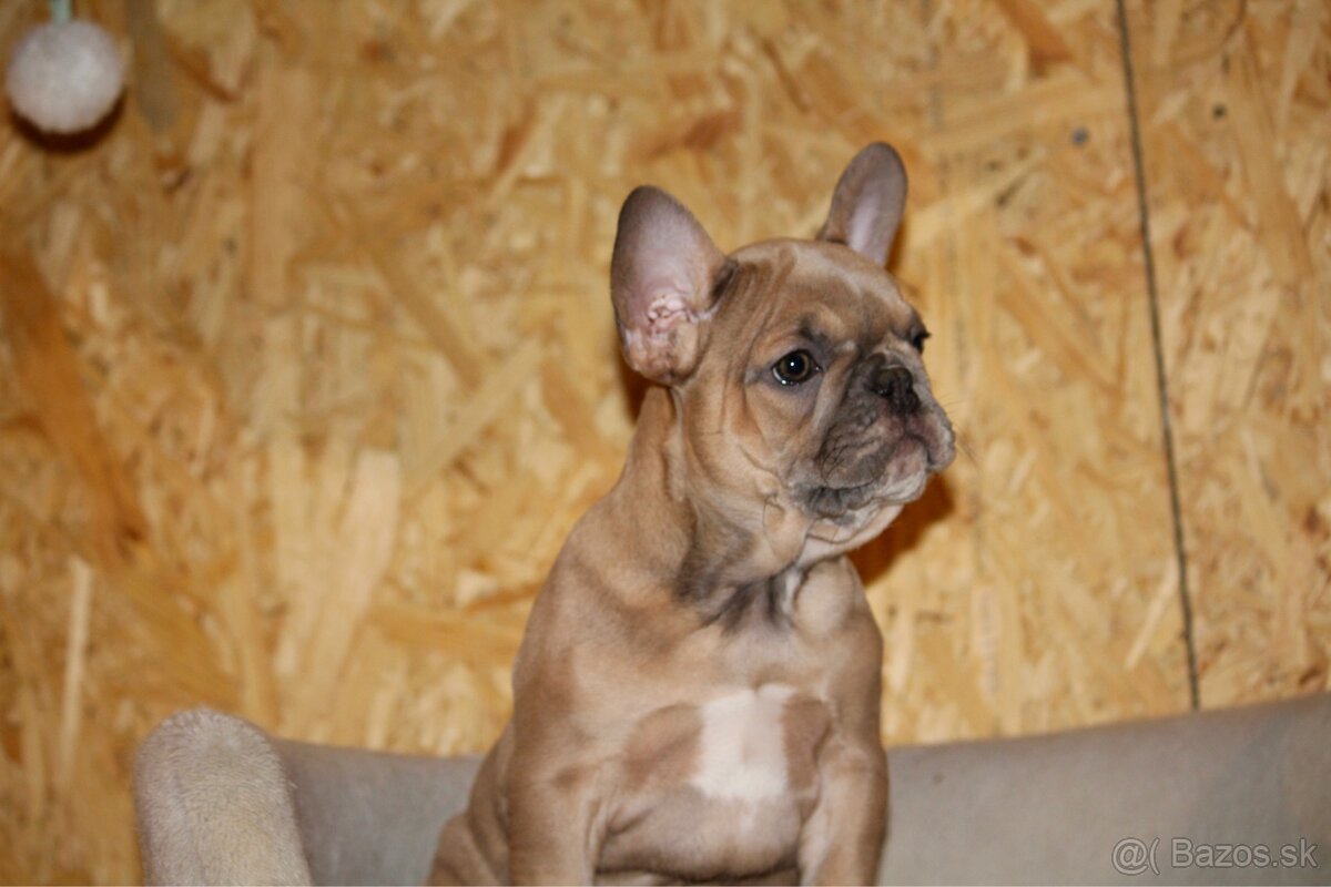 Francúzsky buldoček s PP - 4