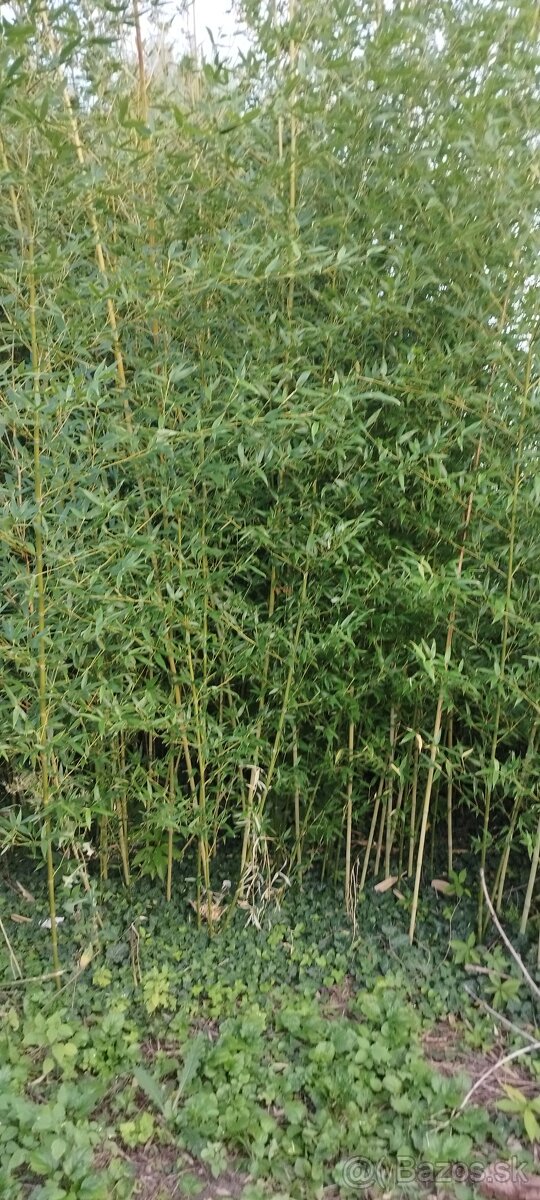 Mrazuvzdorný bambus - 4