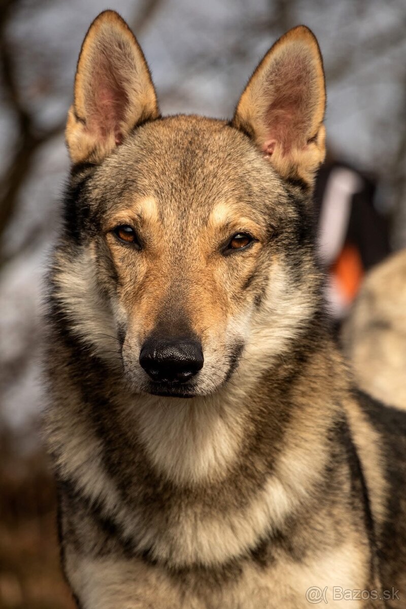 Československý vlčiak šteniatka s PP - 4