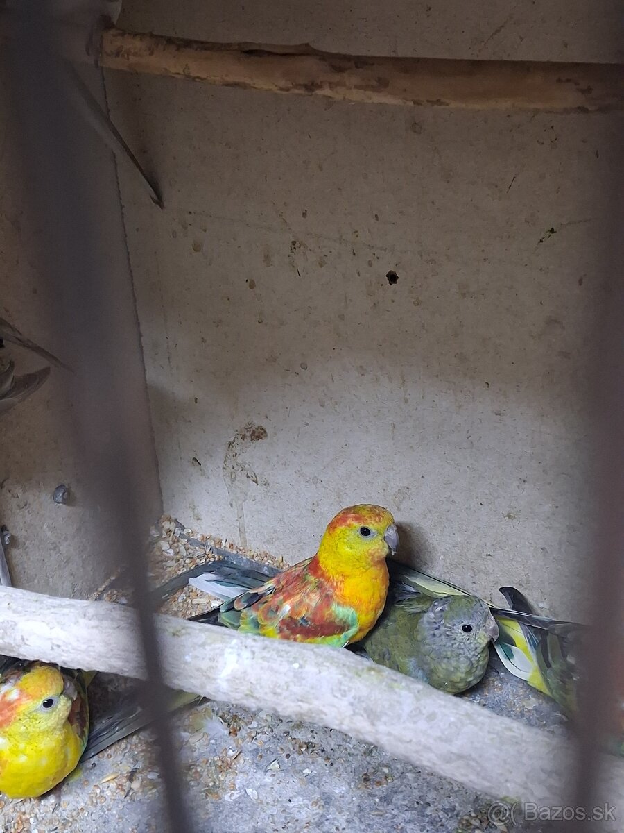 Papagaje spevave - 4