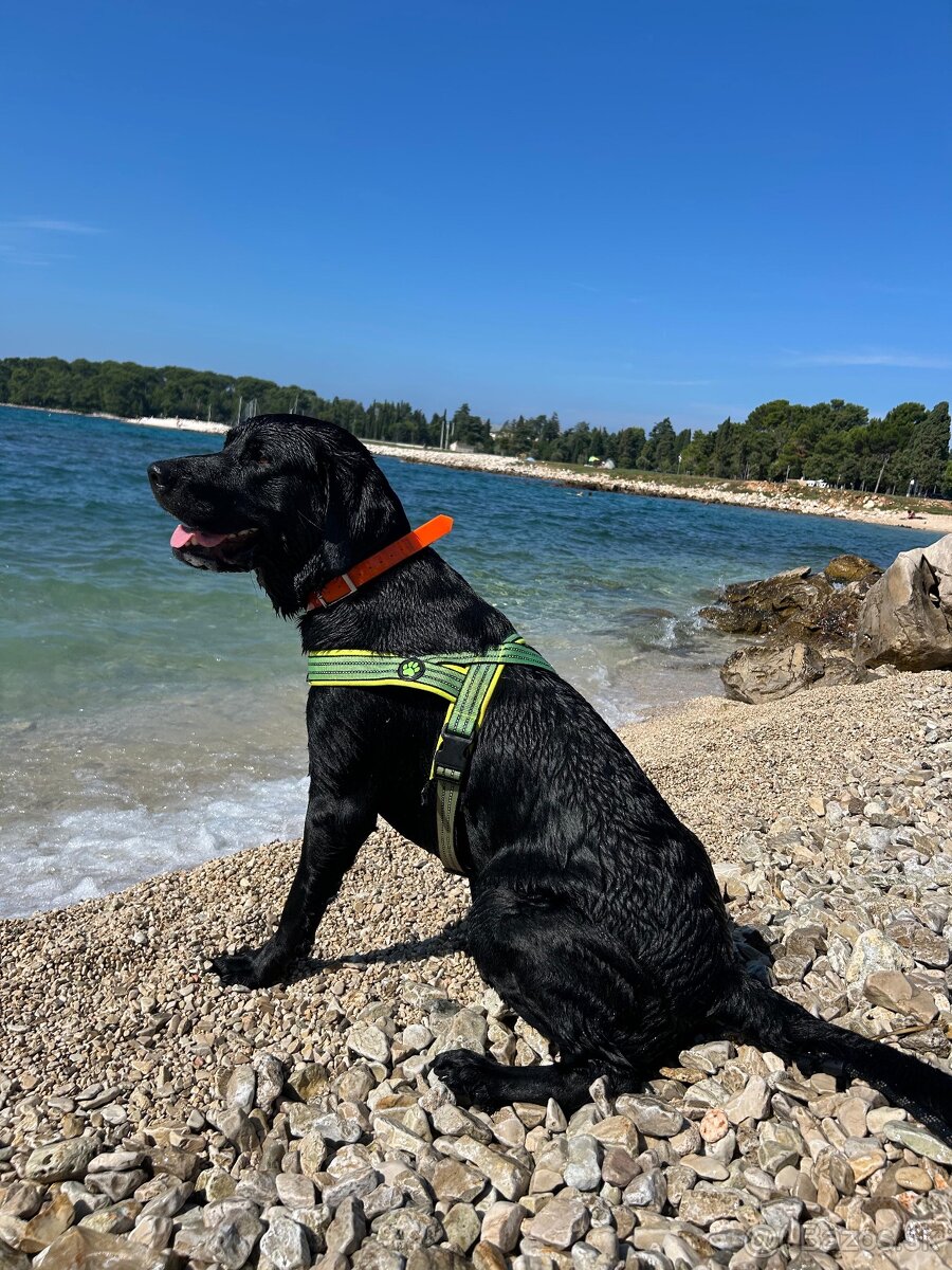 Čierny čistokrvný Labradór na krytie - 4