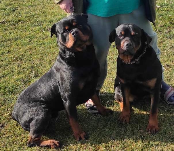 Predám rotvajlerov - 4