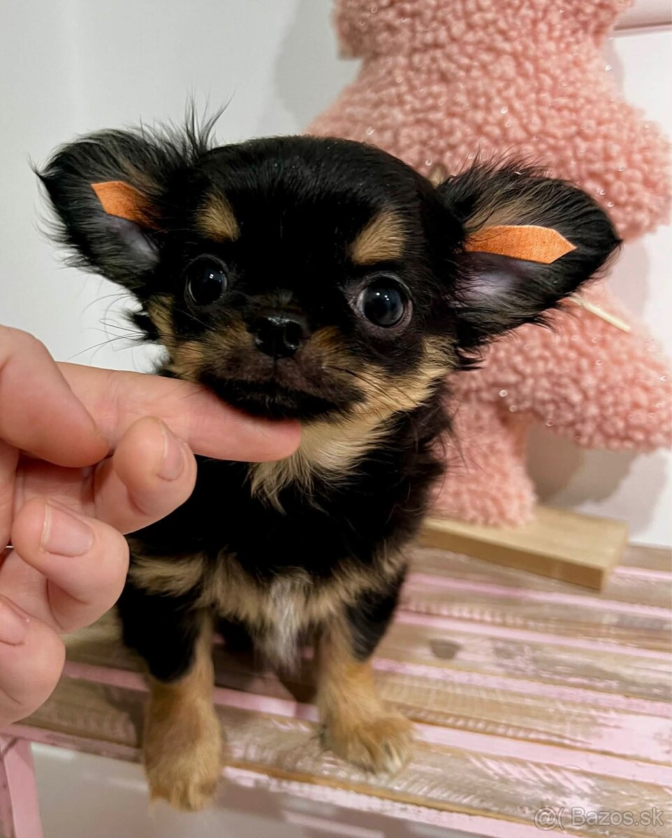 Čivava s PP ( fenka Matilda ) - 4