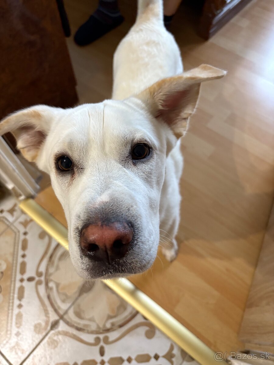 Stráženie psov a mačiek - 4