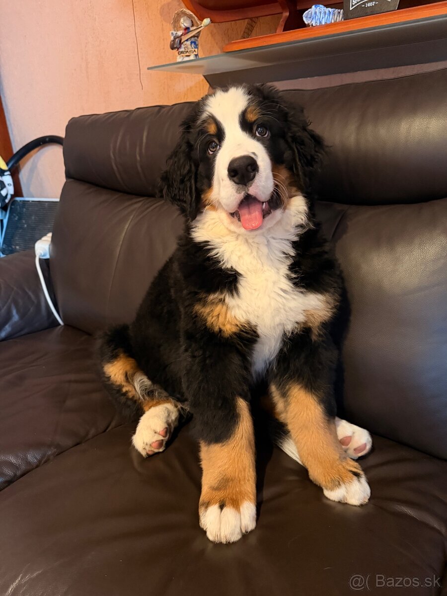 Šteniatko s PP - Bernsky salašnícky pes - 4