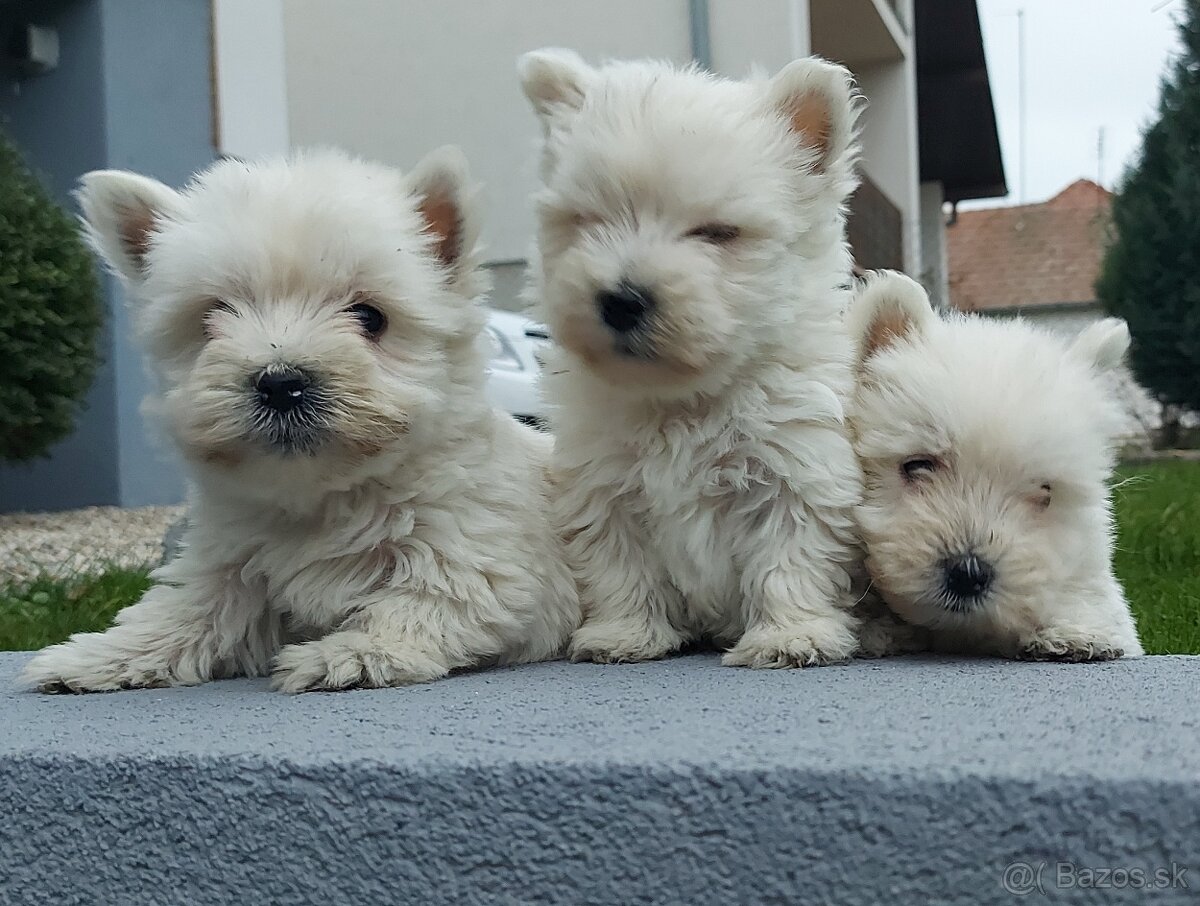 West - Westik na predaj - 4