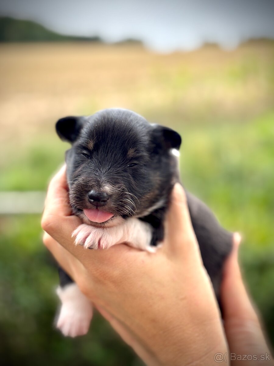 Šeltia / Sheltie - 4