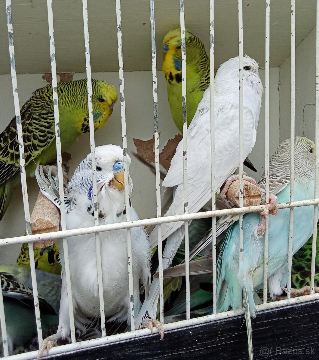 Vystavne andulky,duhove andulky - 4