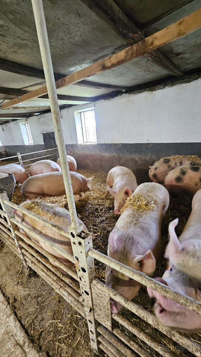 Prasata na predaj - 4