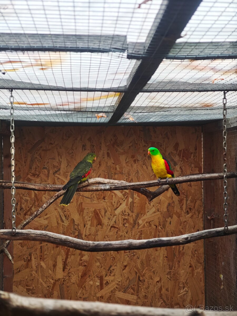 Červenokrídly žltý - 4