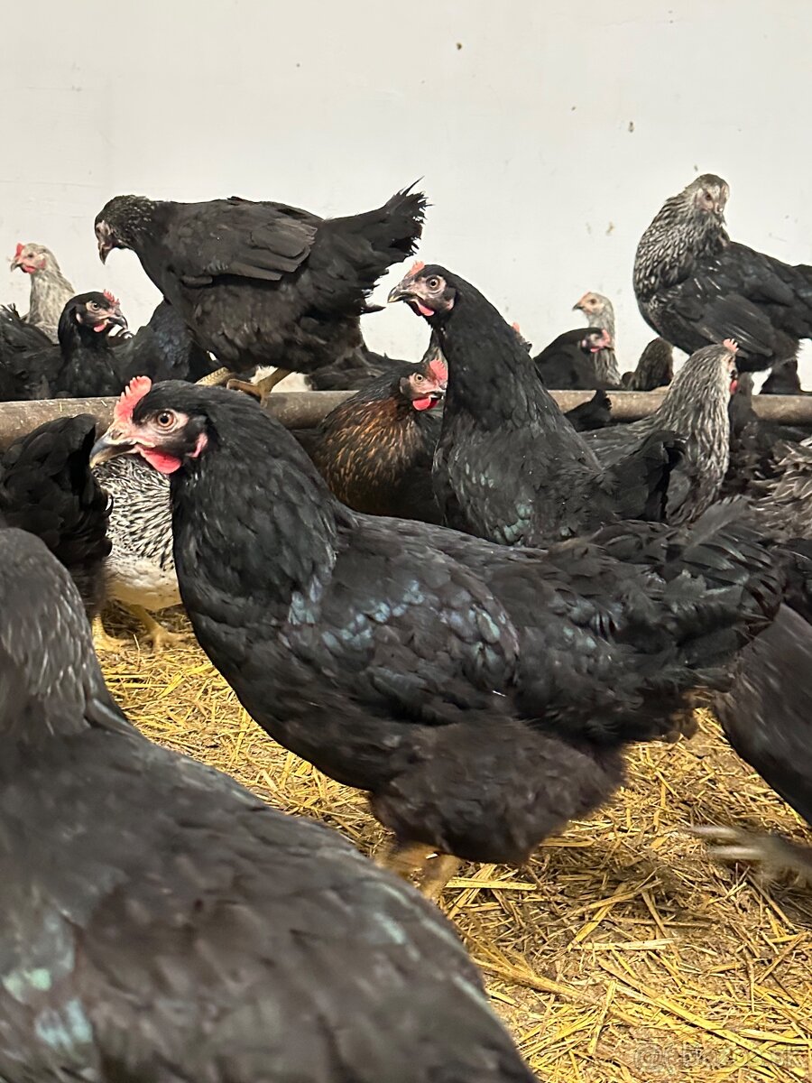 Sliepky pred znáškou - 4