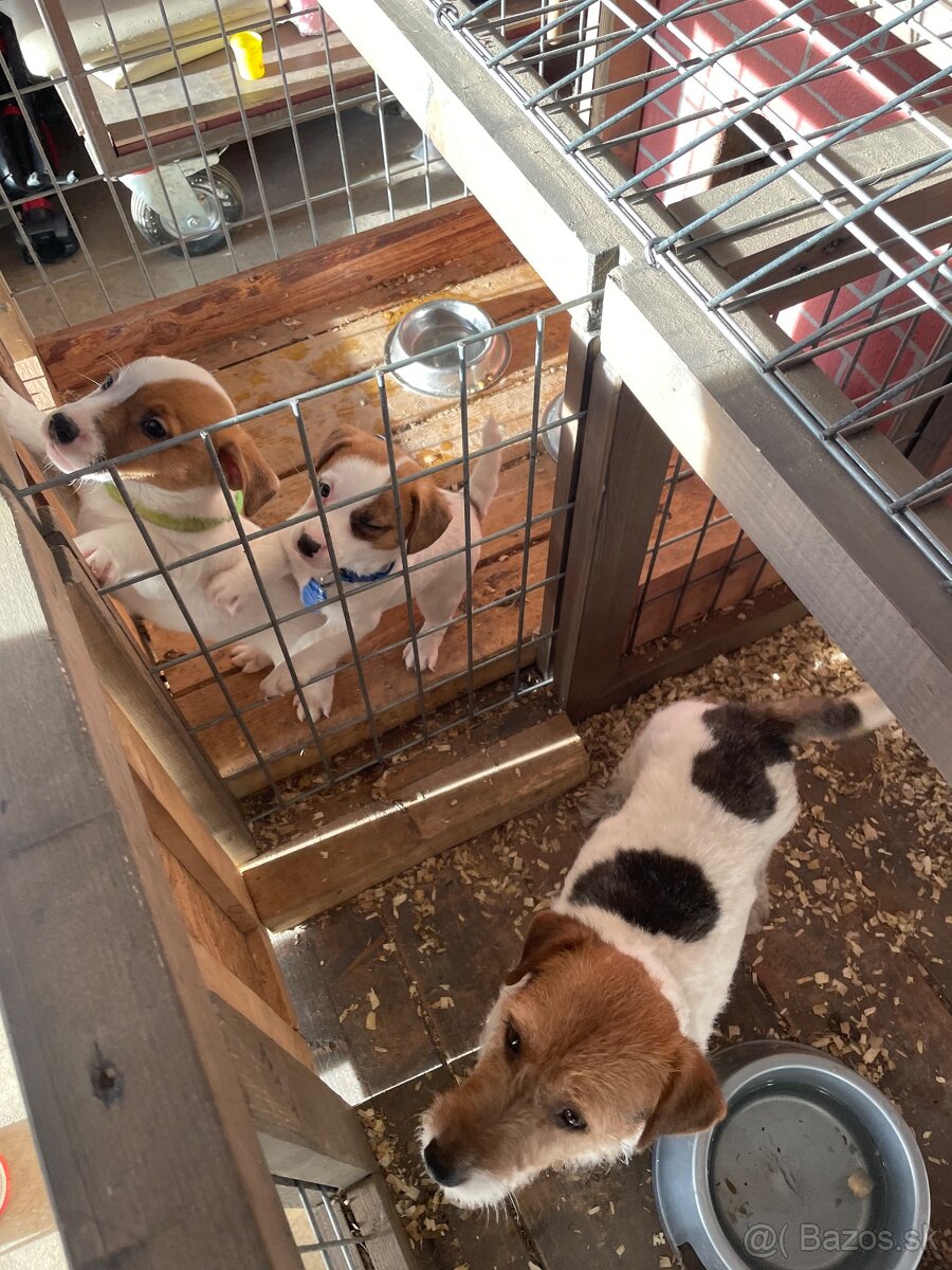 Jack russel terier bez PP - 4