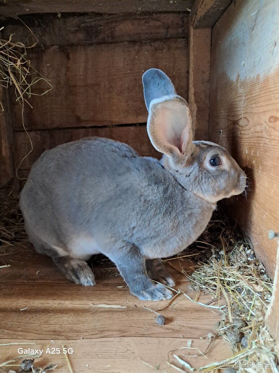 Slovenský sivomodrý rex - 4