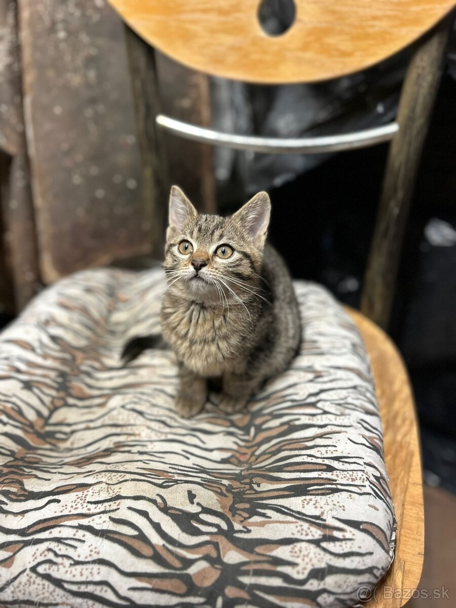 Darujem mačiatka - 4