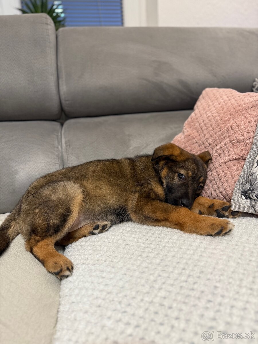 Darujem psíka - 4