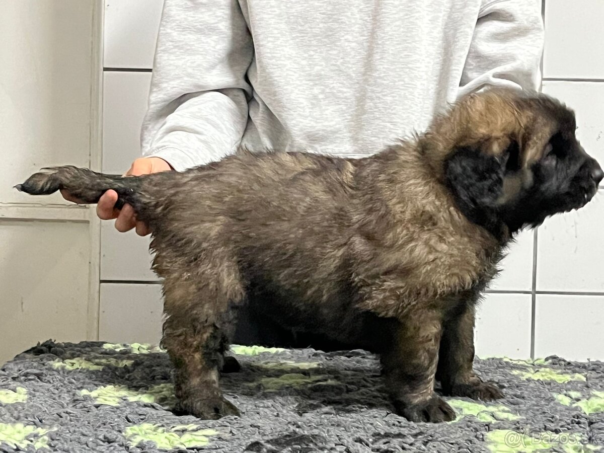 Leonberger s PP - 4
