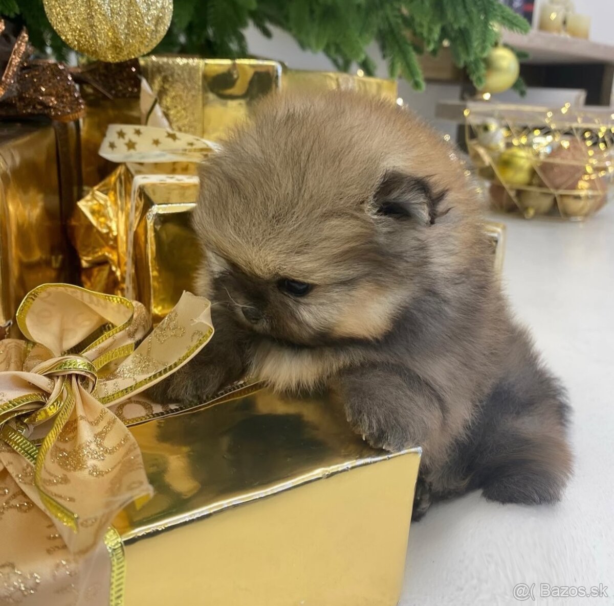 Pomeranian mini DeLuxe - 4