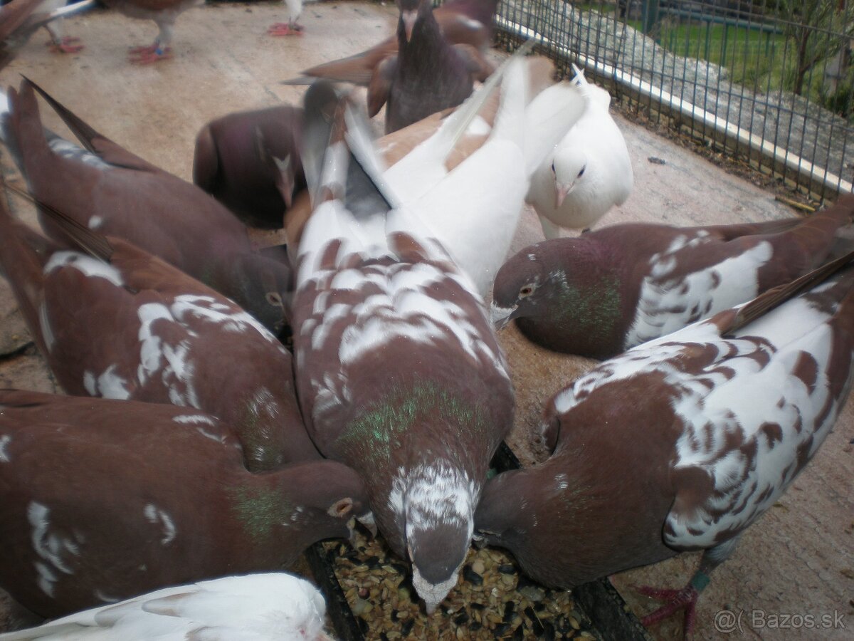 Predám poštové holuby - 4