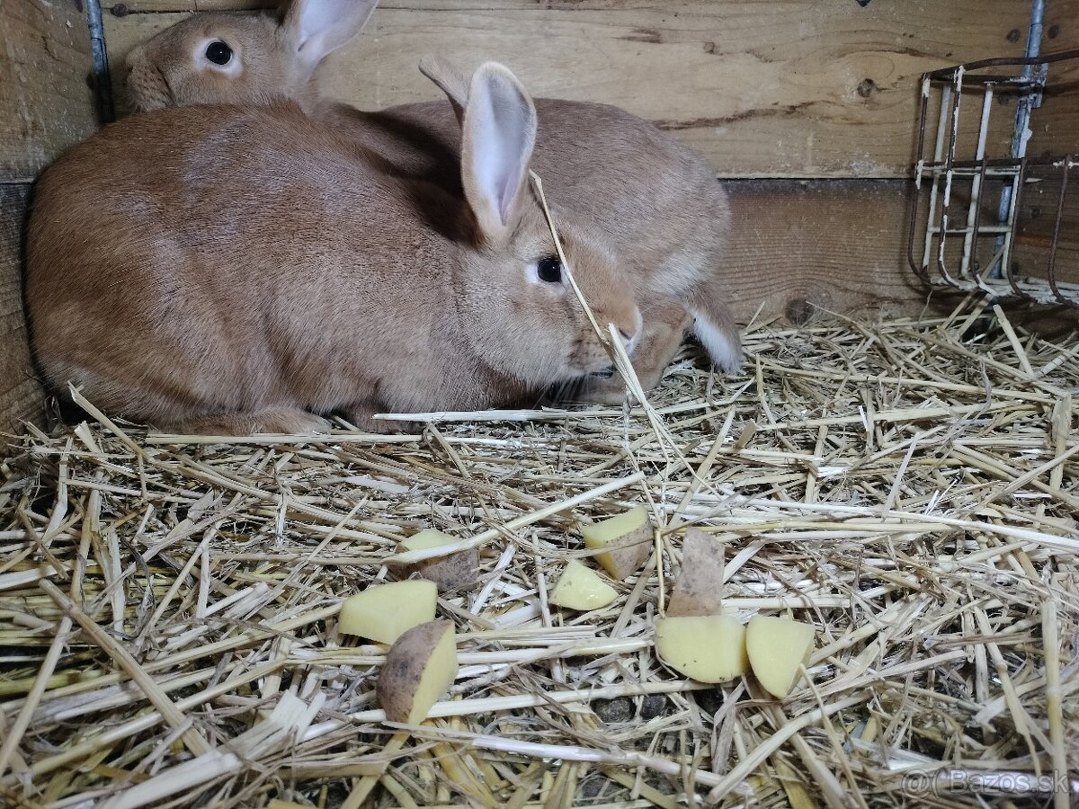 Burgundský králik - 4