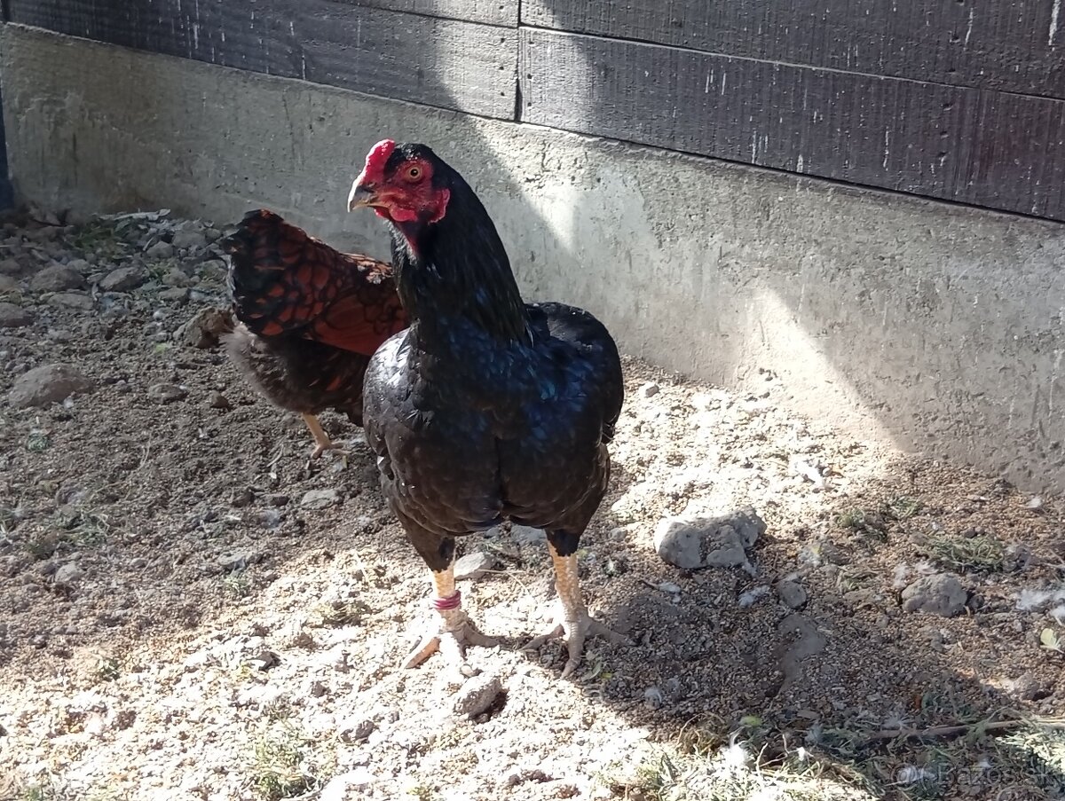 Indická bojovníčka. - 4