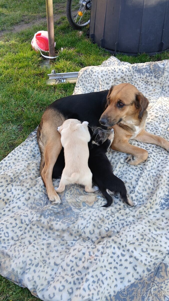 Darujem šteniatka - 4